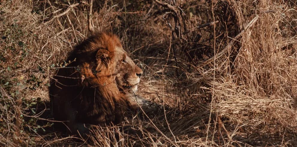 Rondreis Zuid-Afrika foto 5