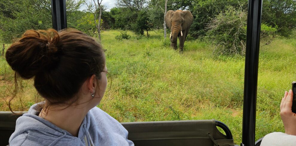Krugerpark olifant