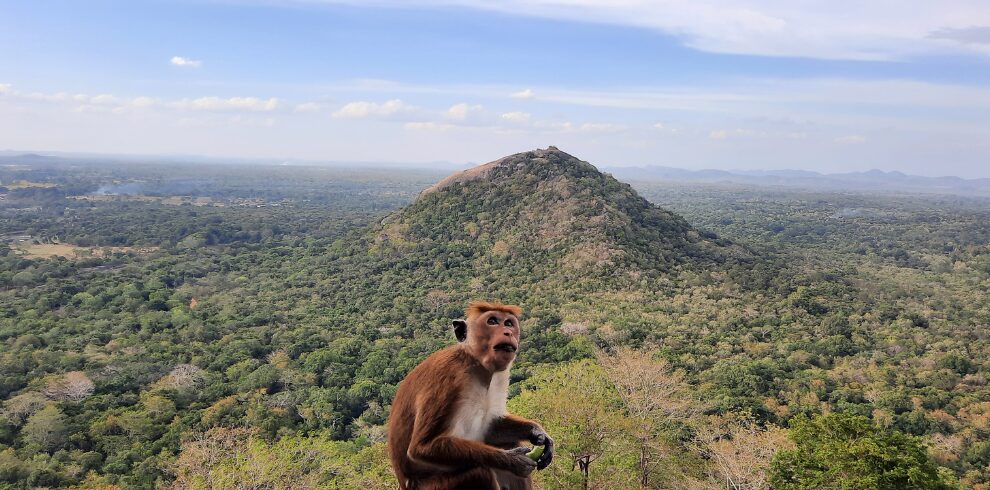 Sri Lanka, monkey