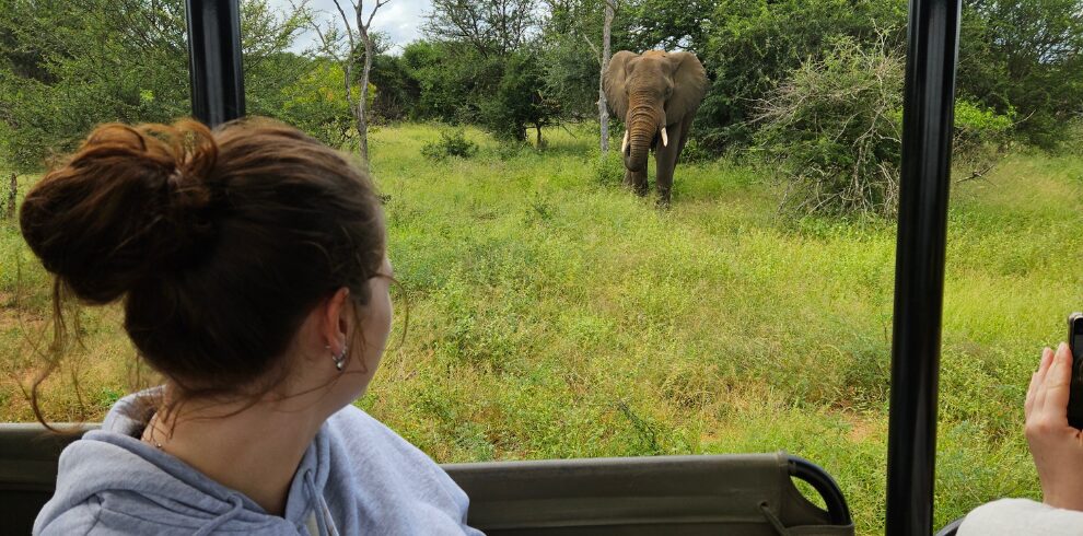 Zuid Afrika Krugerpark olifant bij de jeep