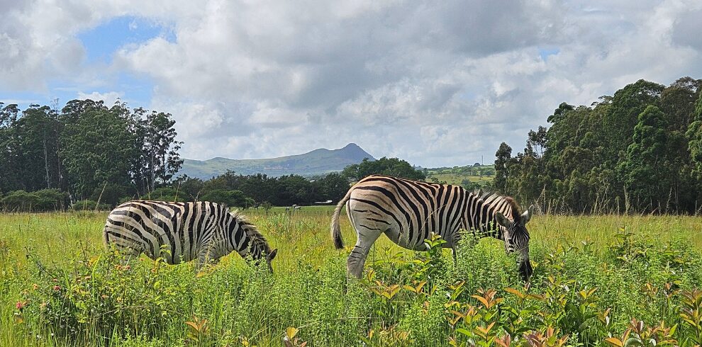 Zuid Afrika Mlilwane zebra’s