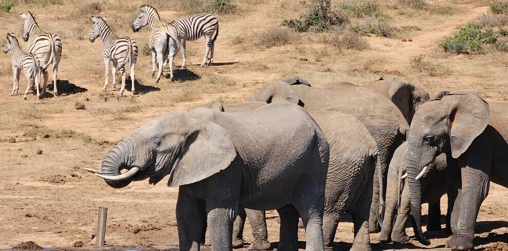 Zuid Afrika Safari, olifanten bij de drinkplaats